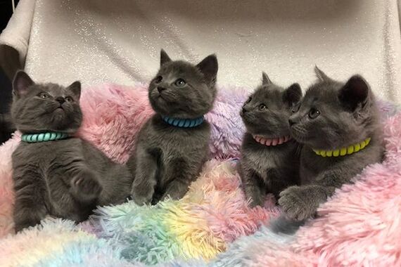 83090928_102657711228666_6293855180627854551_n