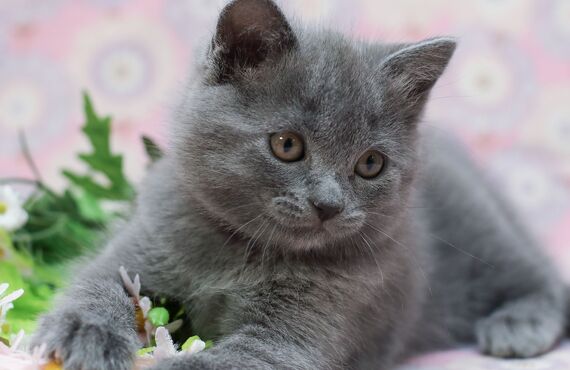 武蔵野市のブリーダーが手掛けた猫を見学しにぜひ足をお運びください