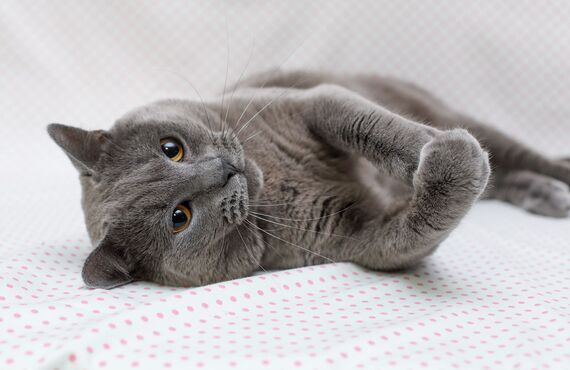 武蔵野のブリーダーは初めてでも飼いやすい子猫をお取り扱いしております