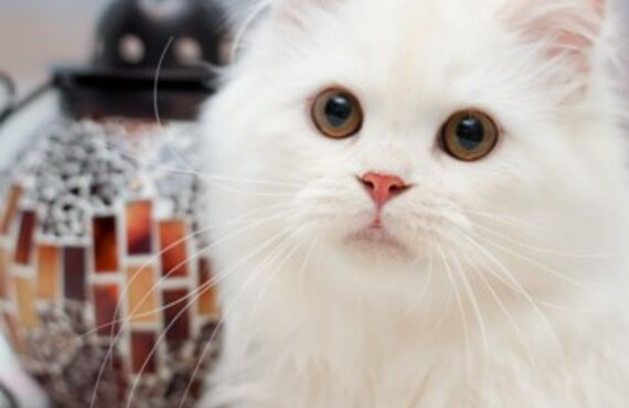 武蔵野にある猫舎で販売中の子猫はブリーダーがしっかり育成しております