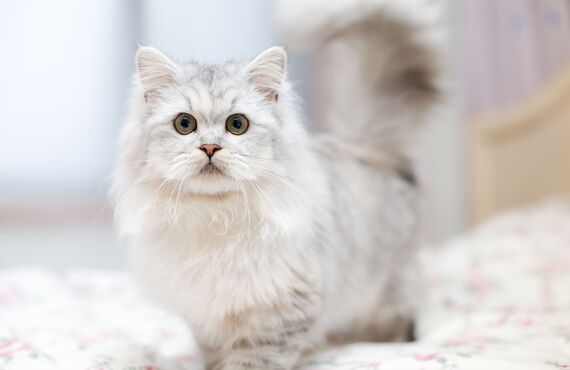 武蔵野のブリーダーがおすすめする愛らしい子猫に触れてみませんか